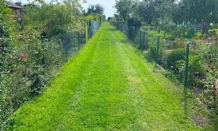 Krzysztof Kotowicz: Czerwony dywan czy zielona ścieżka?